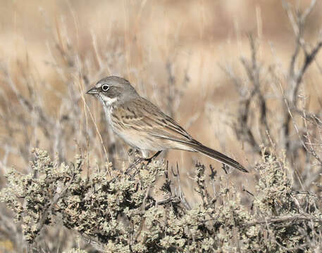 Image of Sagebrush Sparrow