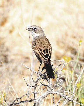 Image of Sagebrush Sparrow