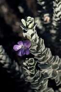 Image of Eremophila rhegos Chinnock