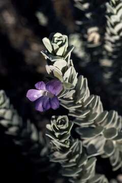 Eremophila rhegos Chinnock resmi