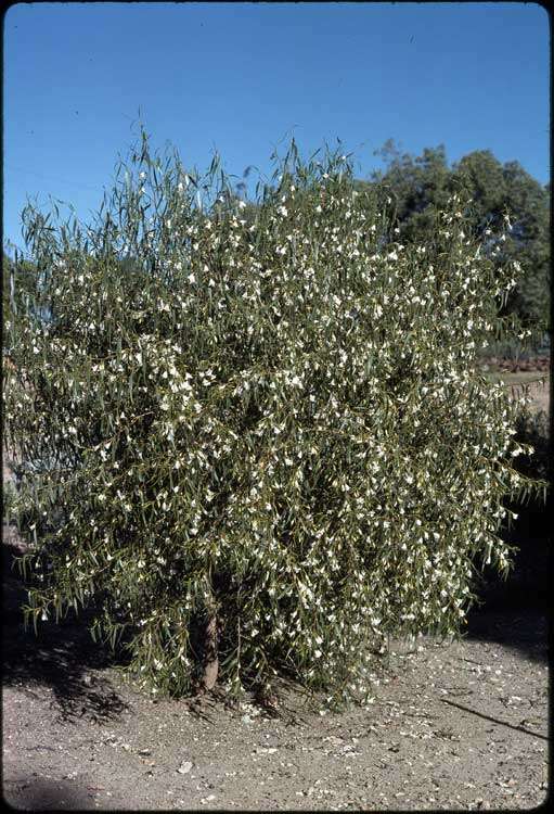 صورة Eremophila santalina (F. Muell.) F. Muell.