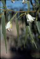 صورة Eremophila santalina (F. Muell.) F. Muell.