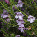 صورة Eremophila sargentii (S. Moore) R. J. Chinnock