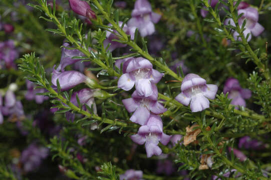 Image of Eremophila sargentii (S. Moore) R. J. Chinnock