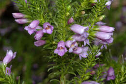 Imagem de Eremophila scaberula Fitzg.