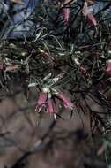 Image of Eremophila stenophylla Chinnock