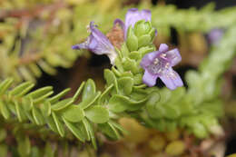 صورة Eremophila ternifolia R. J. Chinnock