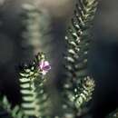 صورة Eremophila veronica (S. Moore) C. A. Gardner