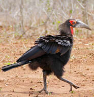 Image of Southern Ground Hornbill