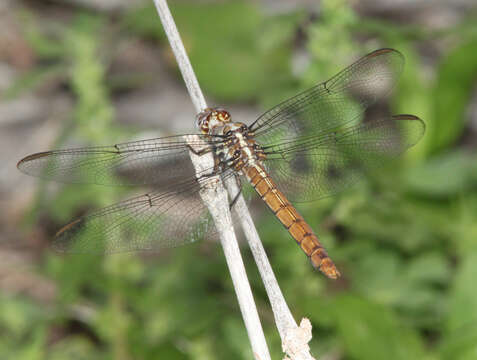 Image of Roseate Skimmer