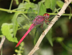 Image of Roseate Skimmer