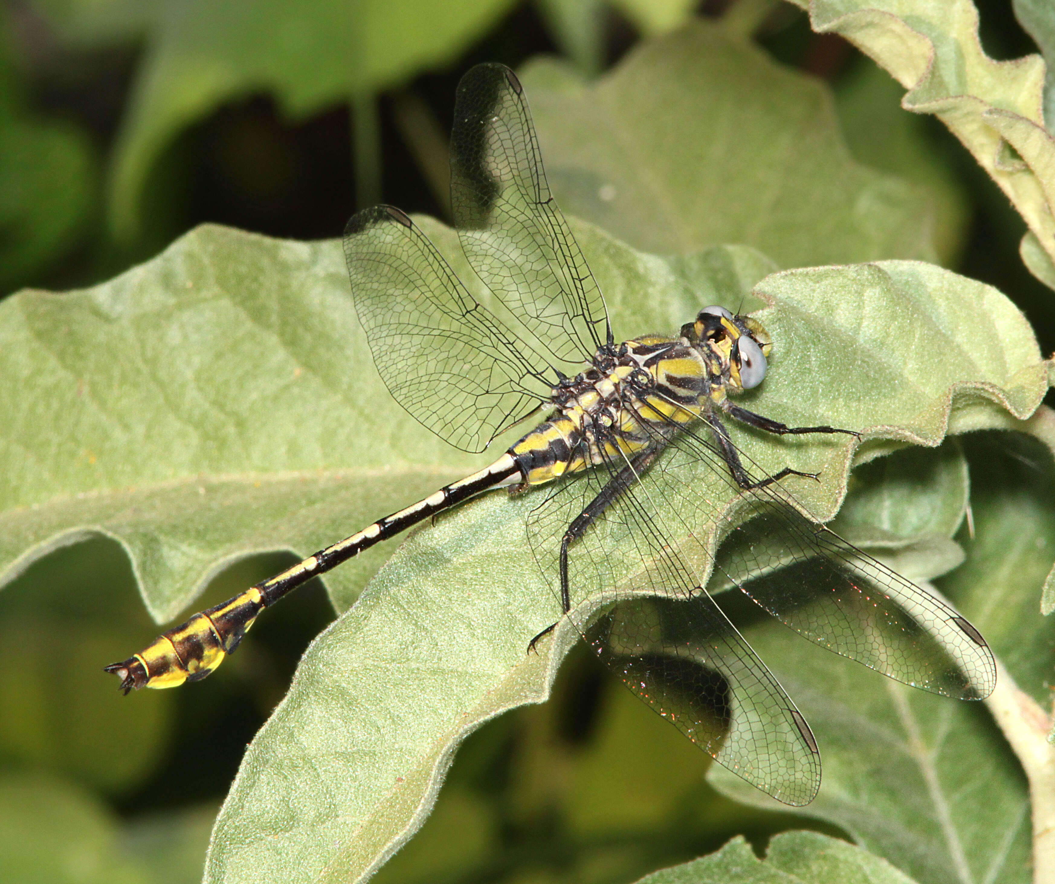 Image of Tamaulipan Clubtail