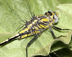 Image of Tamaulipan Clubtail