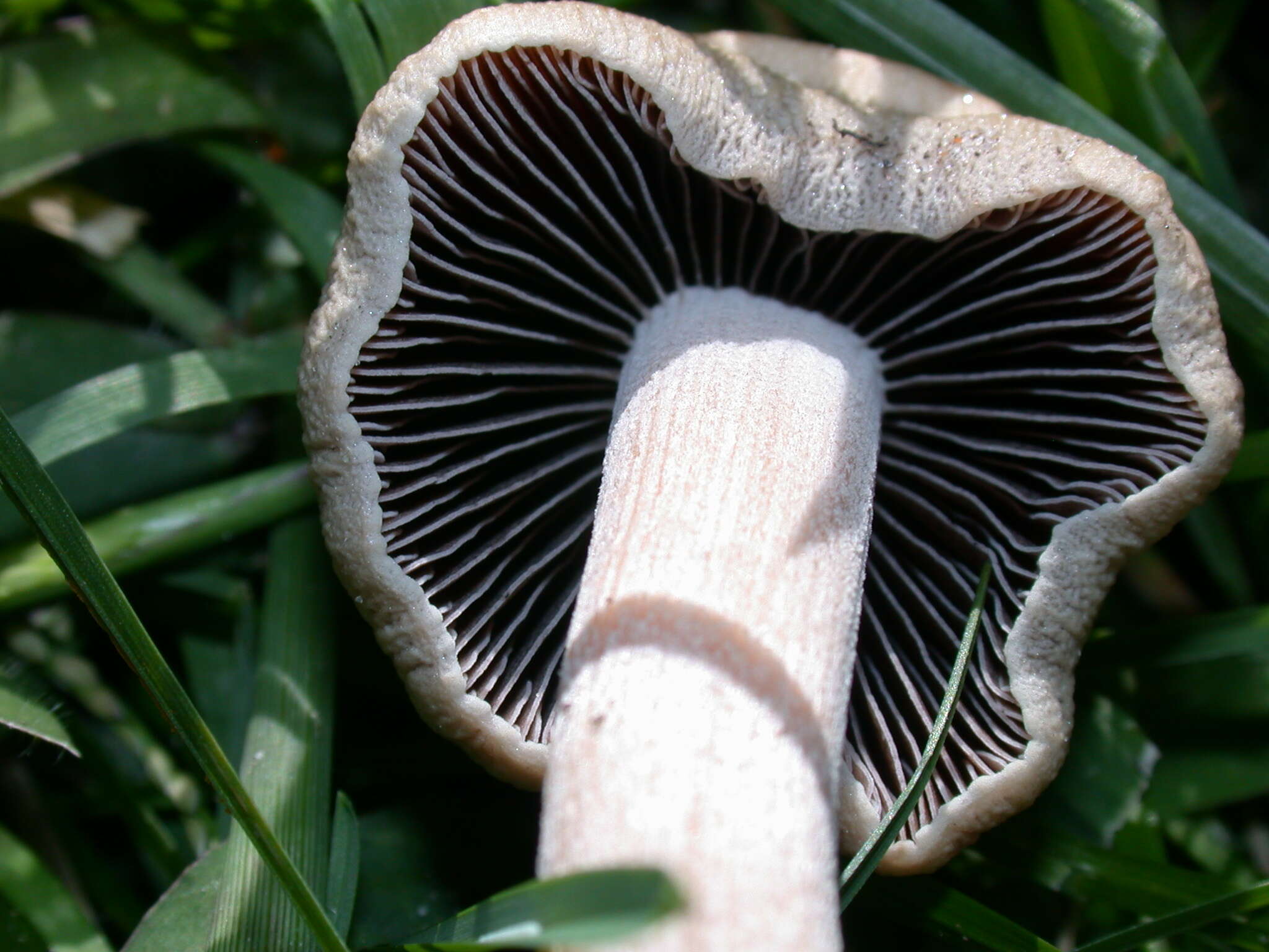 Image of Panaeolus antillarum (Fr.) Dennis 1961