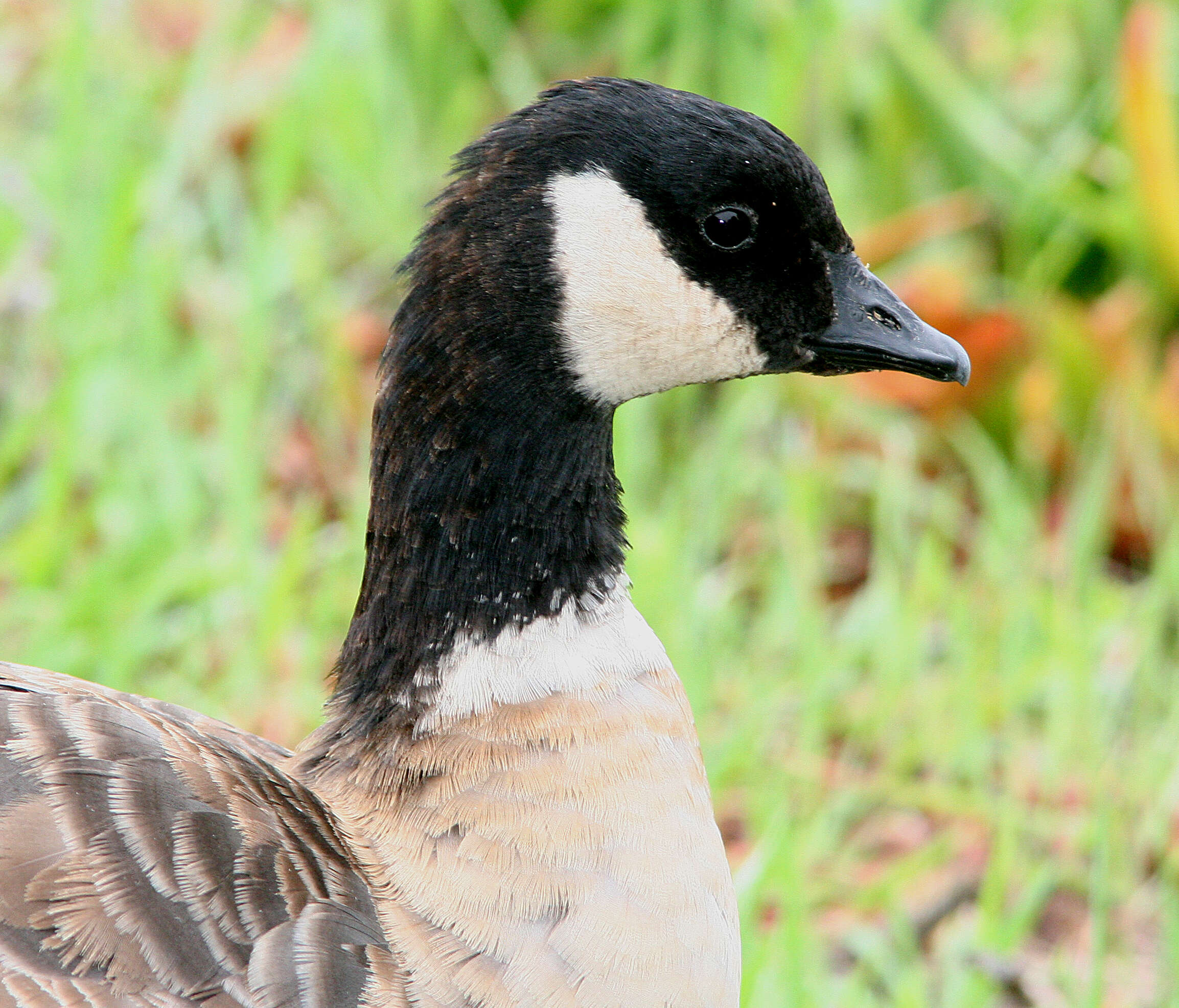 Plancia ëd Branta hutchinsii leucopareia (Brandt & JF 1836)