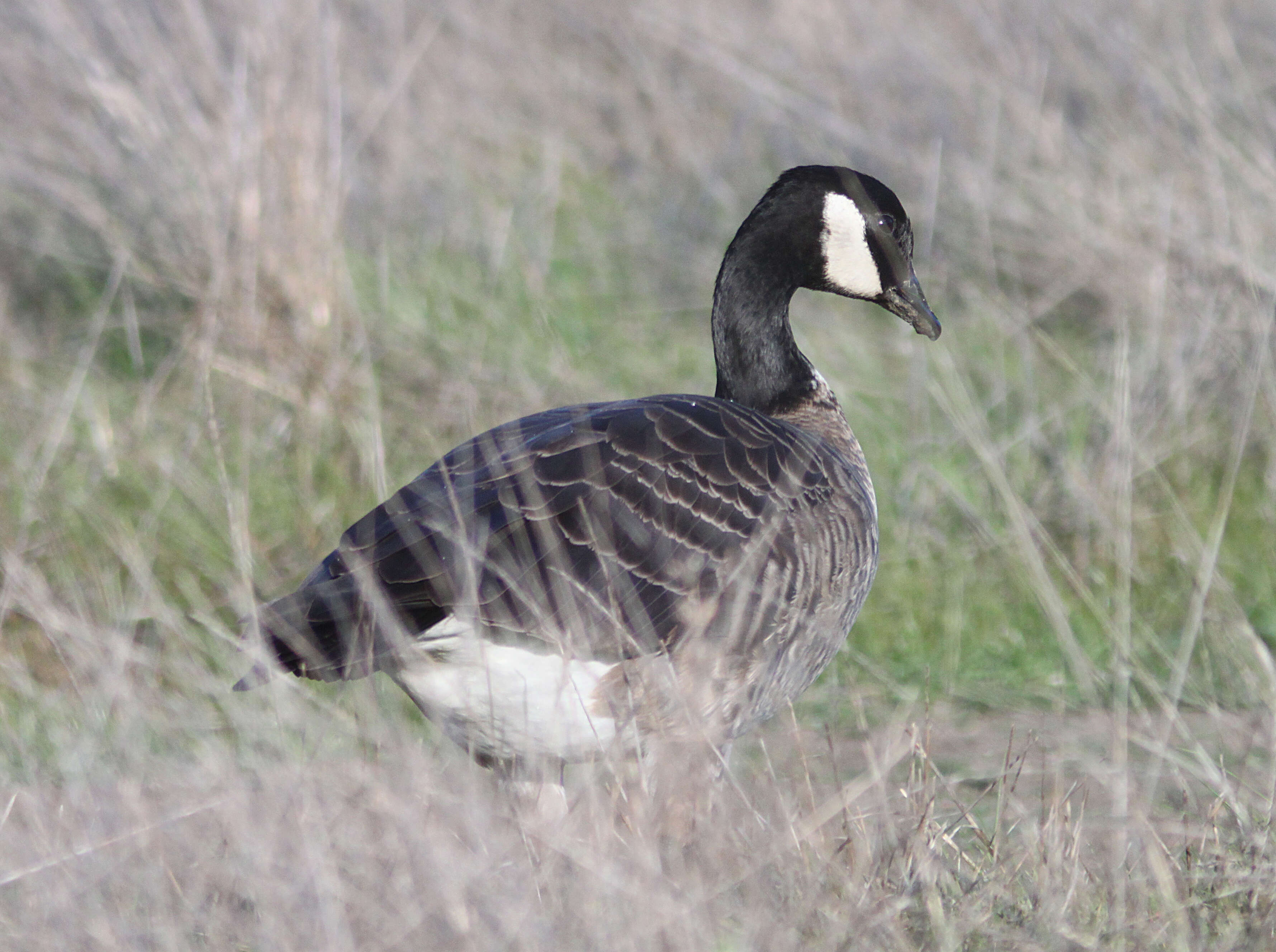 Image of Cackling Goose