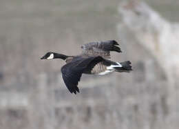 Image of Cackling Goose