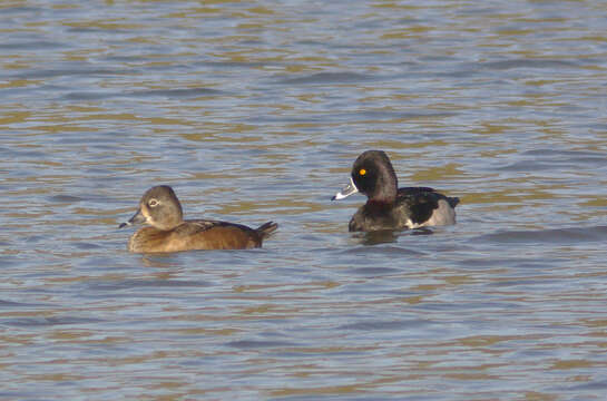 Image of Ring-necked Duck