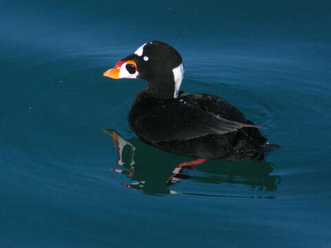 Image of scoter