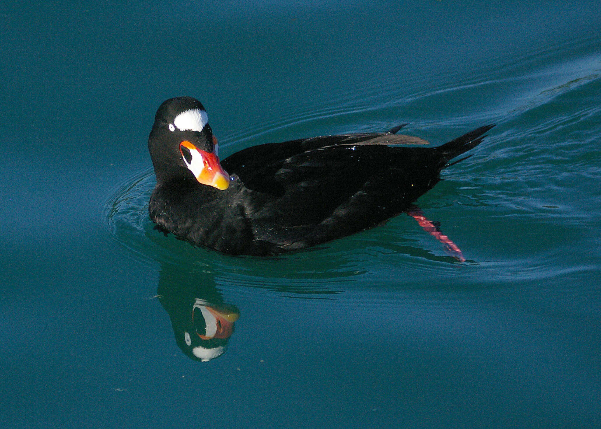 Image of scoter