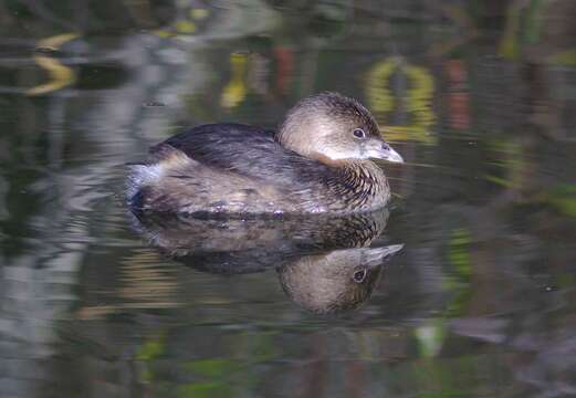 Image of Pied-billed Grebe