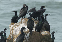 Plancia ëd Phalacrocorax pelagicus Pallas 1811