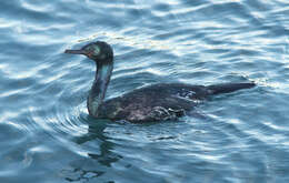 Plancia ëd Phalacrocorax pelagicus Pallas 1811