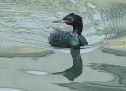 Image of Baird's cormorant