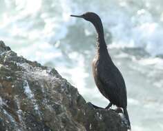 Plancia ëd Phalacrocorax pelagicus Pallas 1811