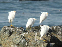 Image of Snowy Egret