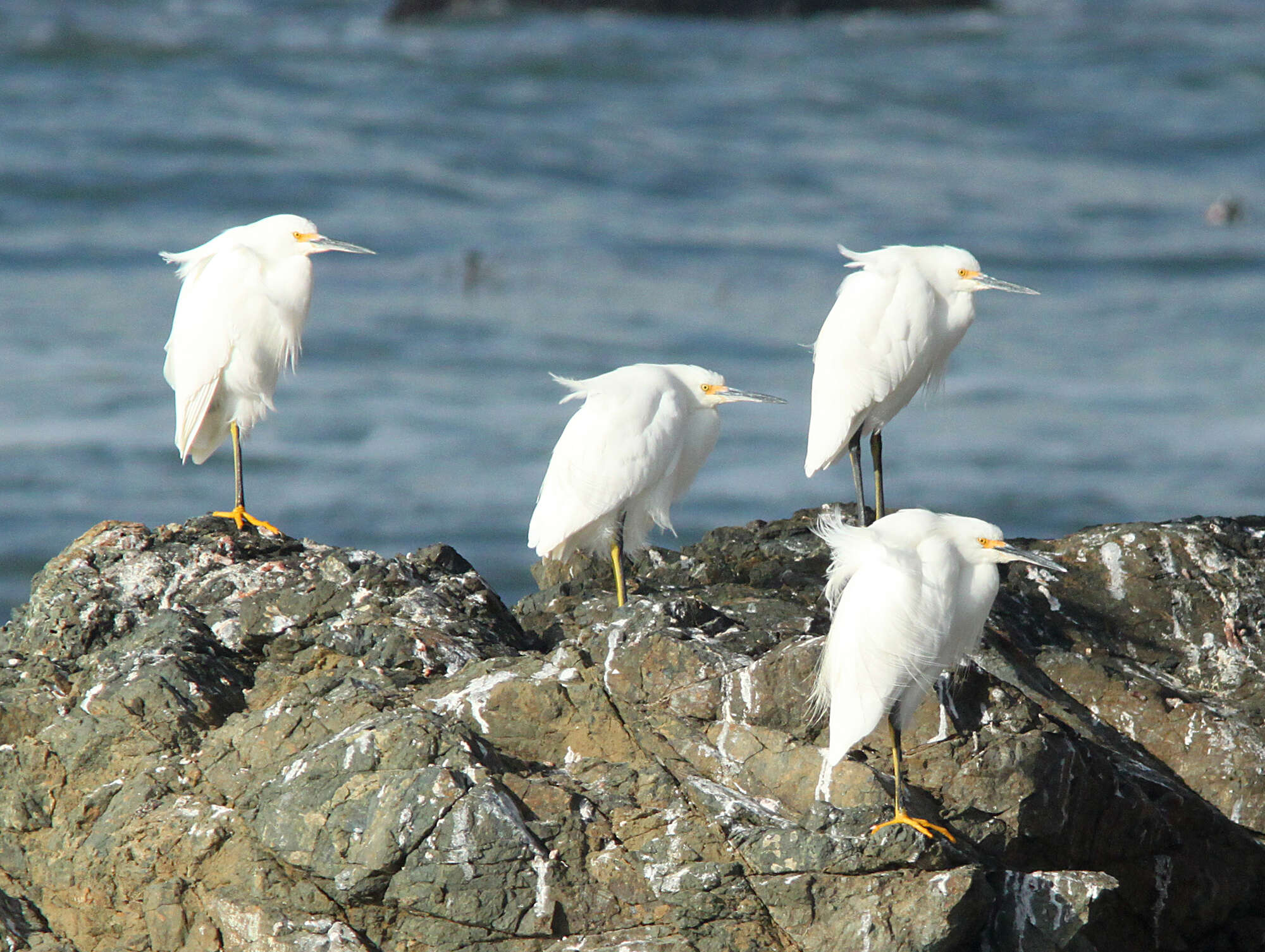 Image de Aigrette neigeuse