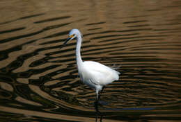 Image of Snowy Egret