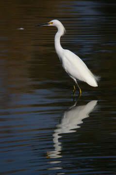 Image of Snowy Egret