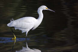 Image de Aigrette neigeuse