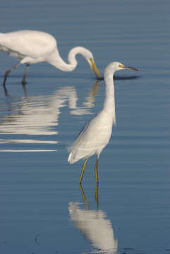 Image of Snowy Egret