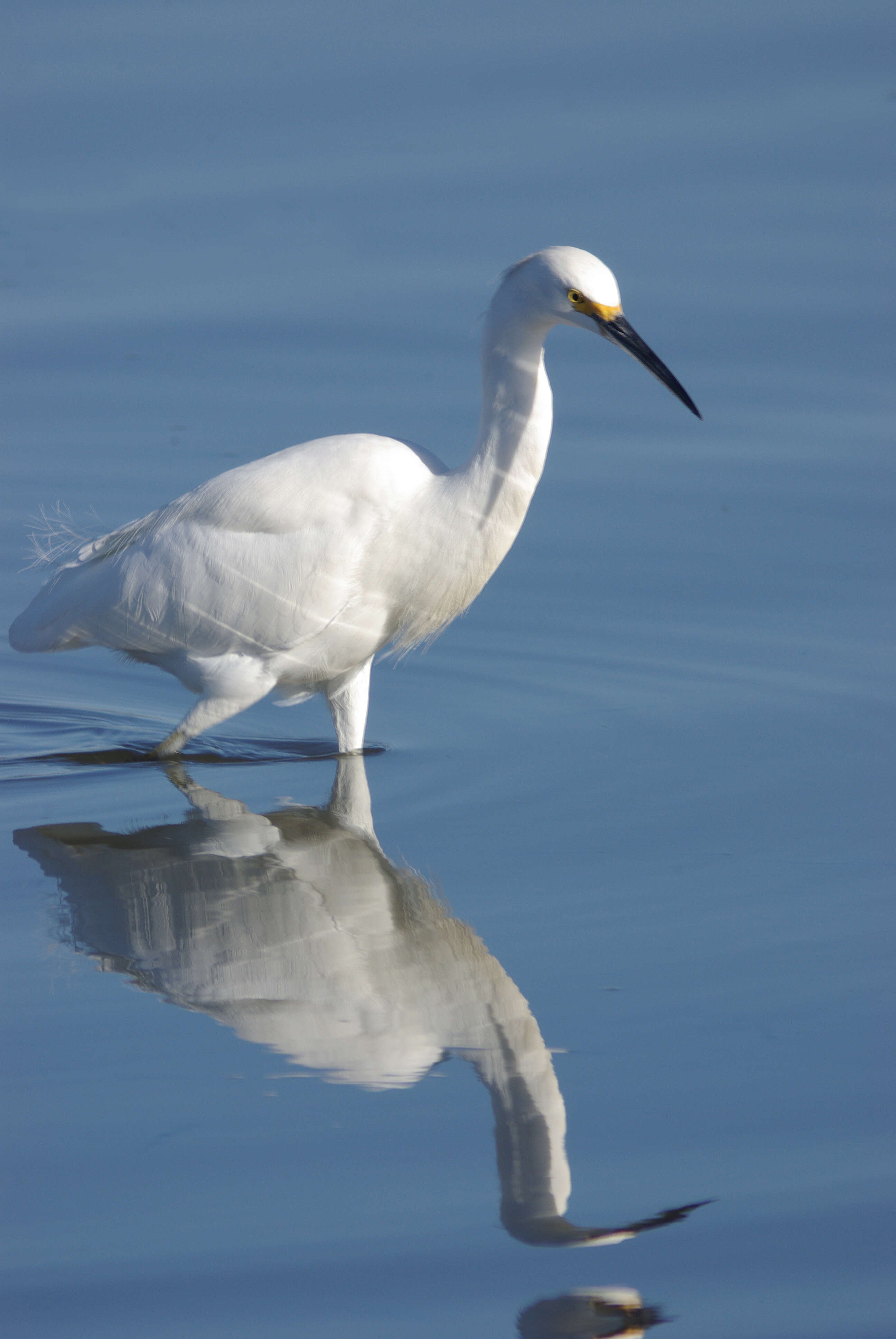 Image of Snowy Egret