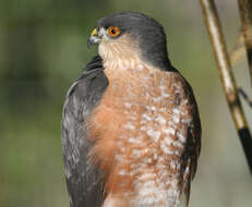 Image of Sharp-shinned Hawk