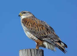 Image of Ferruginous Hawk