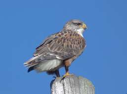 Image of Ferruginous Hawk