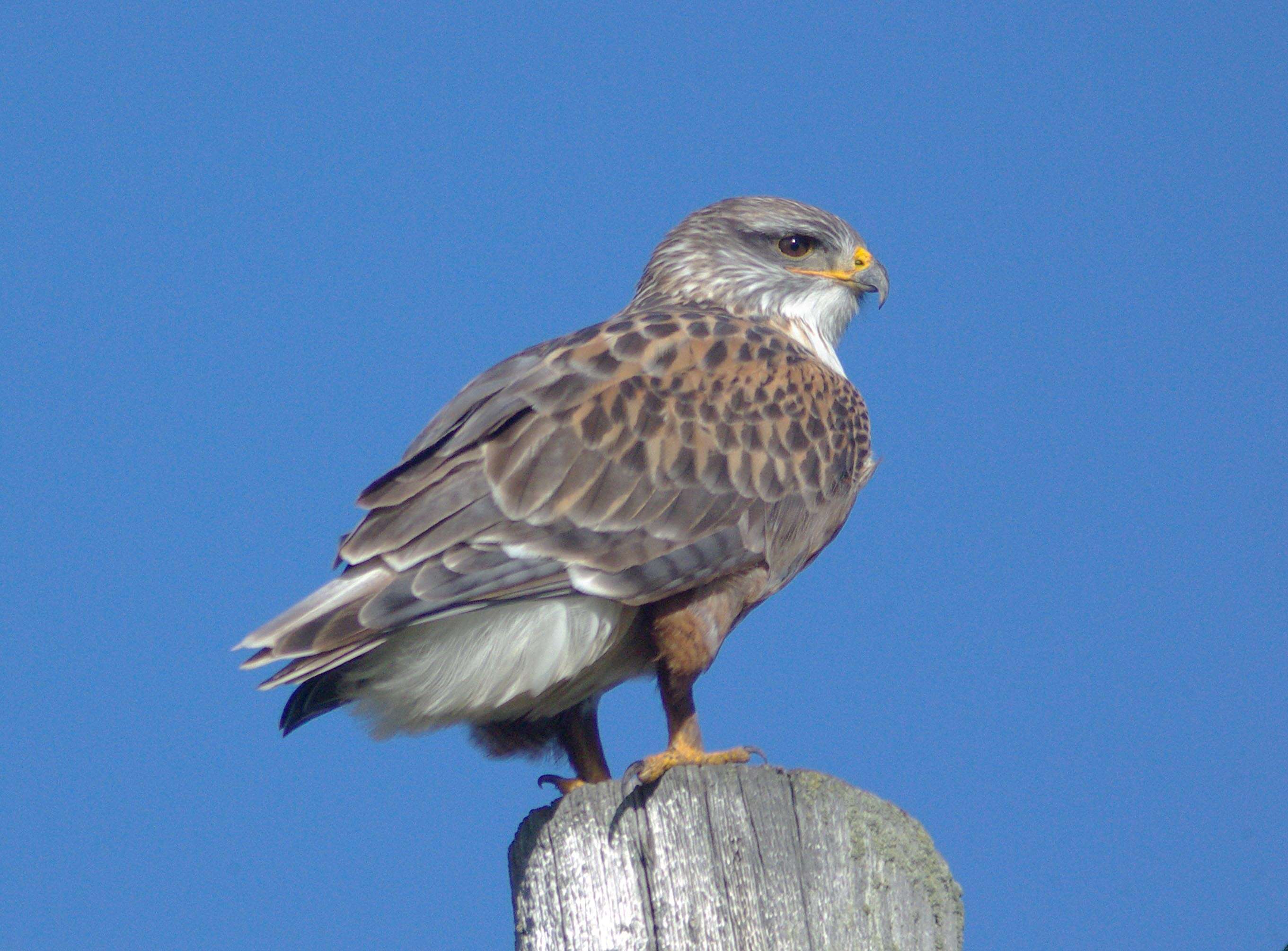 Image of Ferruginous Hawk