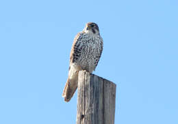 Image of Prairie Falcon