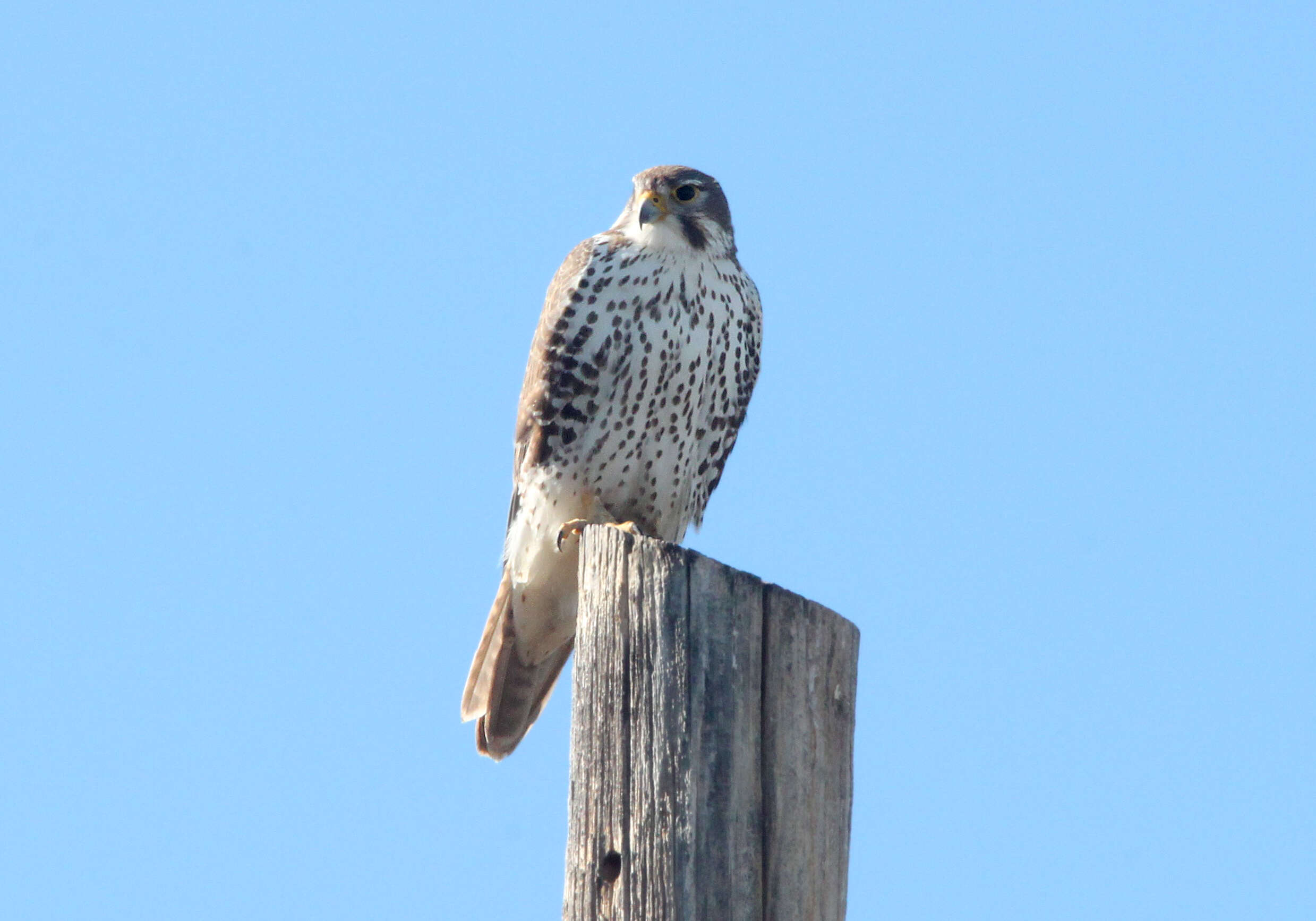 Image of Prairie Falcon