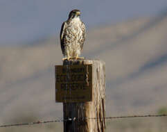 Image of Prairie Falcon