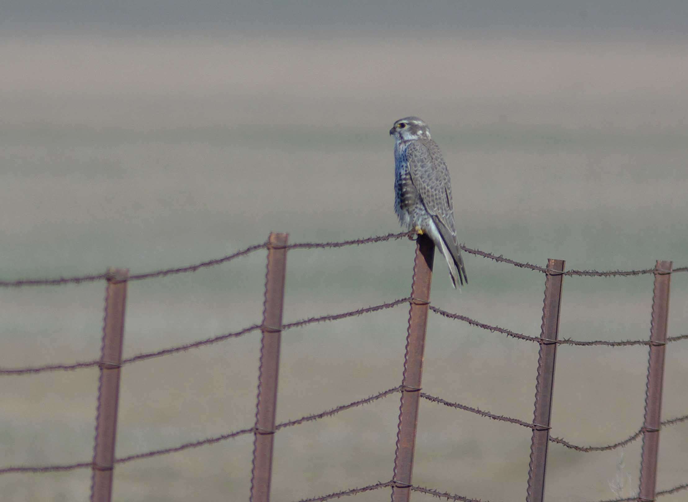 Image of Prairie Falcon