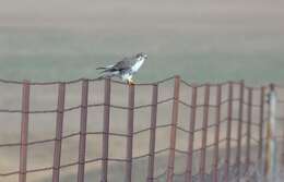 Image of Prairie Falcon