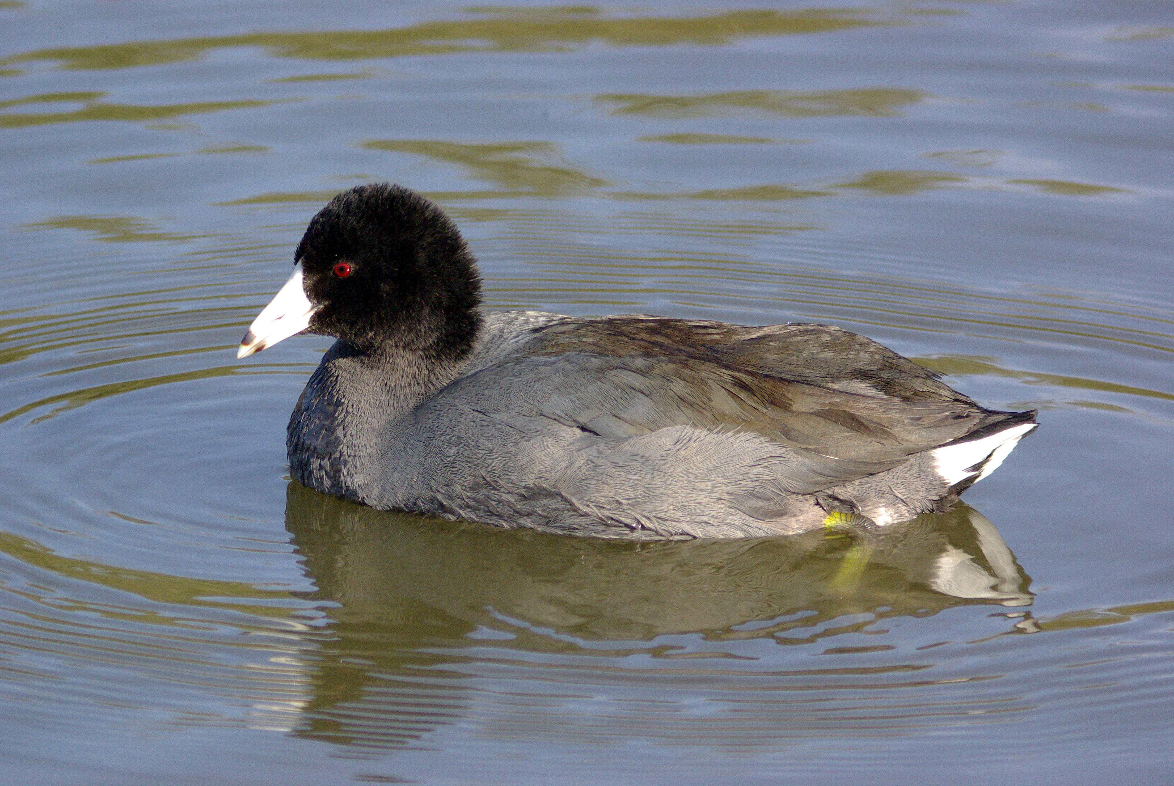 Image of Fulica Linnaeus 1758