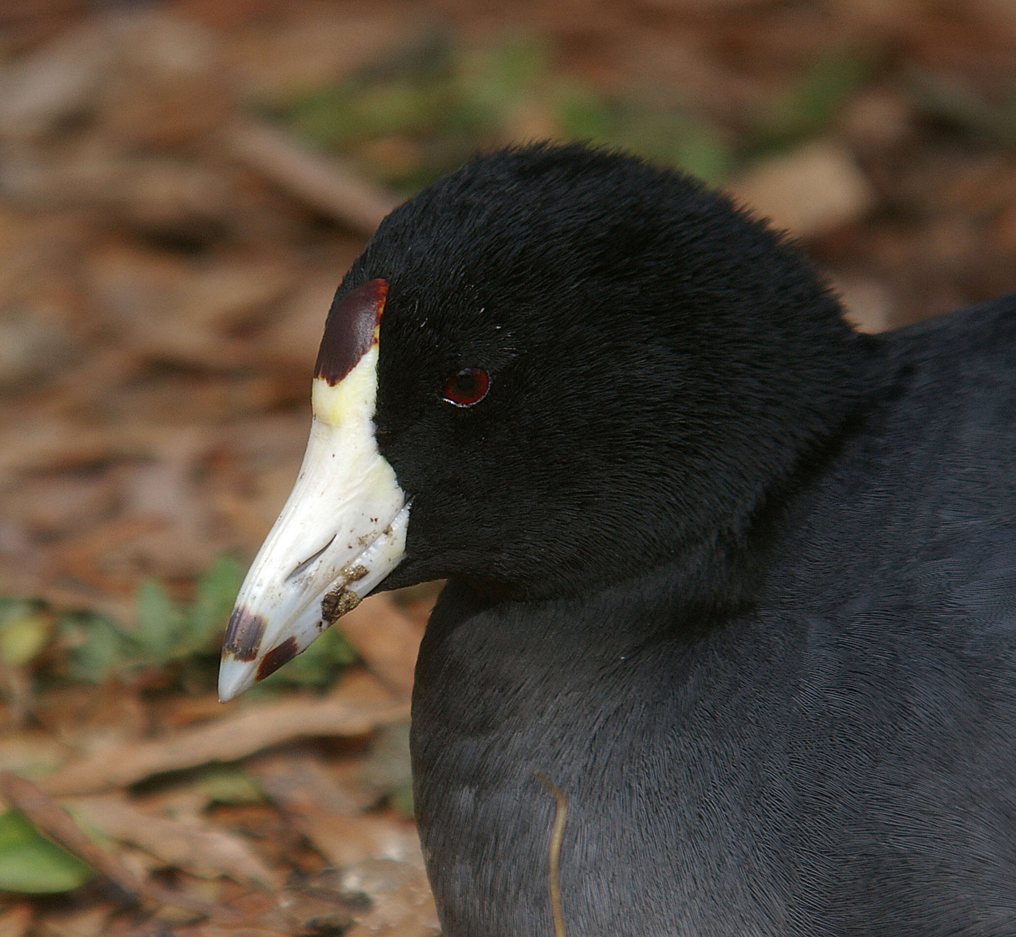 Image of Fulica Linnaeus 1758