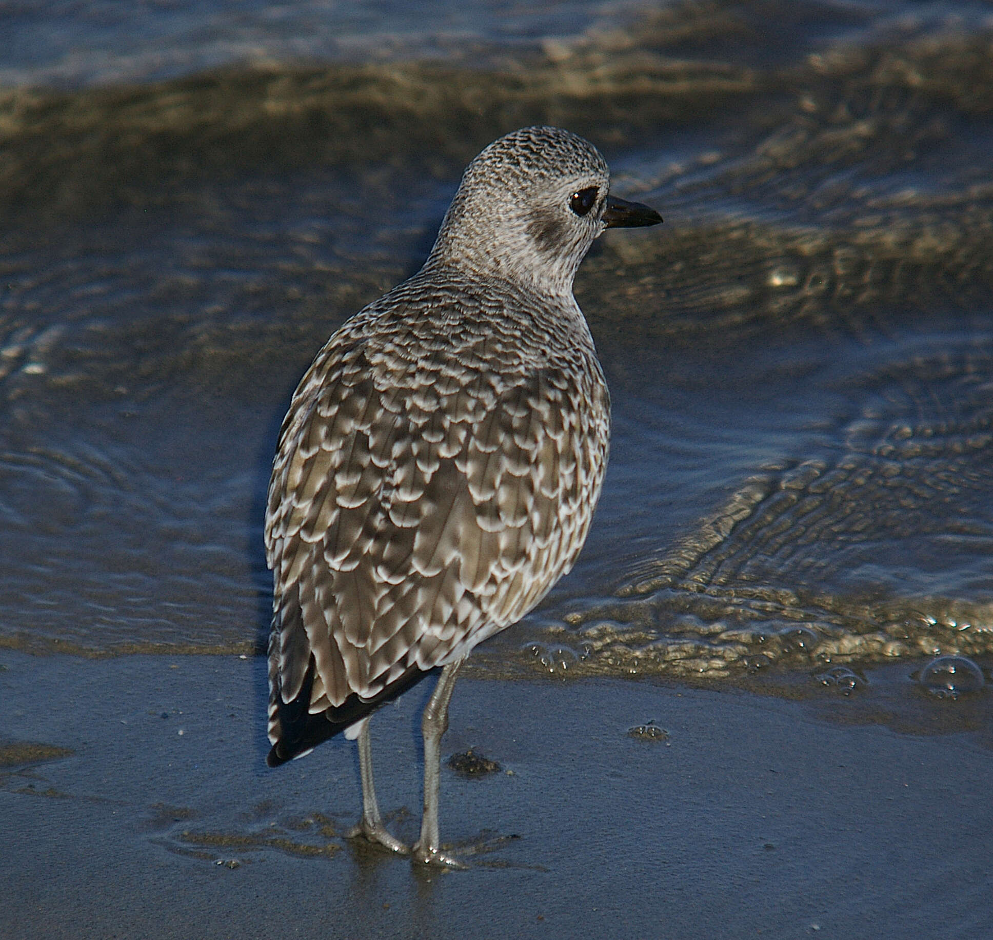 Image of Pluvialis Brisson 1760