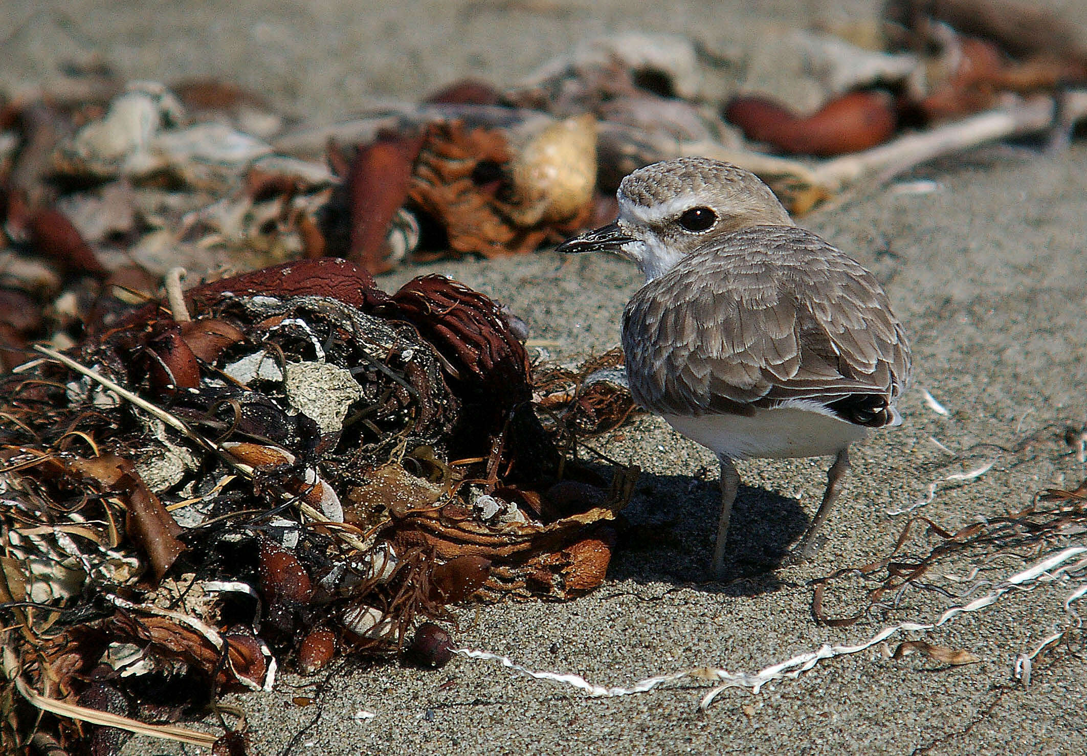 Image of Snowy Plover