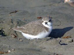 Image of Snowy Plover